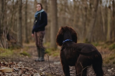 女人看着棕色的狗在树林里摄影
